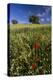 Wild Flowers in Field, Spring, Near Olvera, Andalucia, Spain-Peter Adams-Premier Image Canvas