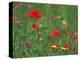 Wild Flowers, Including Poppy and Corncockle, Cultivated for Seed, Netherlands-Niall Benvie-Premier Image Canvas