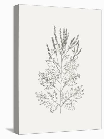 Wild Foliage Sketch II-Victoria Borges-Stretched Canvas