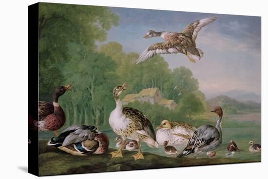 Wild Fowl, 18Th Century-Pieter Casteels-Premier Image Canvas