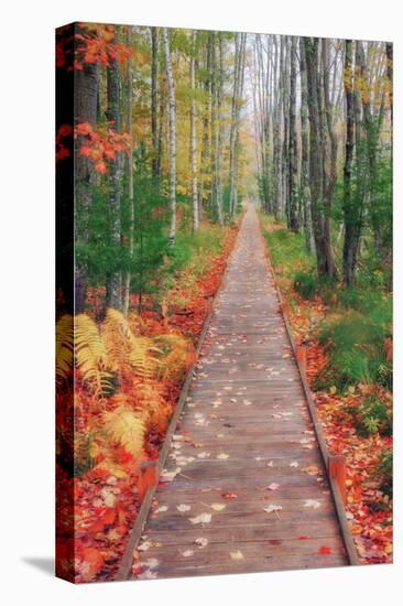 Wild Garden of Acadia Path-Vincent James-Premier Image Canvas