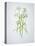 Wild Garlic, Allium Ursinum, Blossom, Green, White, Blossom-Axel Killian-Premier Image Canvas