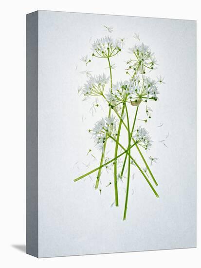 Wild Garlic, Allium Ursinum, Blossom, Green, White, Blossom-Axel Killian-Premier Image Canvas