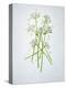 Wild Garlic, Allium Ursinum, Blossom, Green, White, Blossom-Axel Killian-Premier Image Canvas