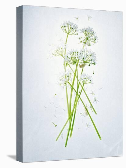 Wild Garlic, Allium Ursinum, Blossom, Green, White, Blossom-Axel Killian-Premier Image Canvas