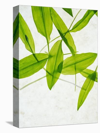 Wild Garlic, Allium Ursinum, Leaves, Green-Axel Killian-Premier Image Canvas