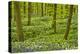Wild Garlic and Bluebell Carpet in Beech Wood, Hallerbos, Belgium-Biancarelli-Premier Image Canvas
