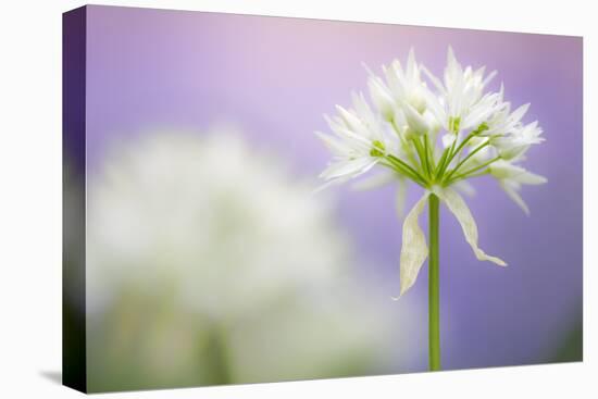 Wild garlic flower, Lanhydrock woodland, Cornwall, UK-Ross Hoddinott-Premier Image Canvas