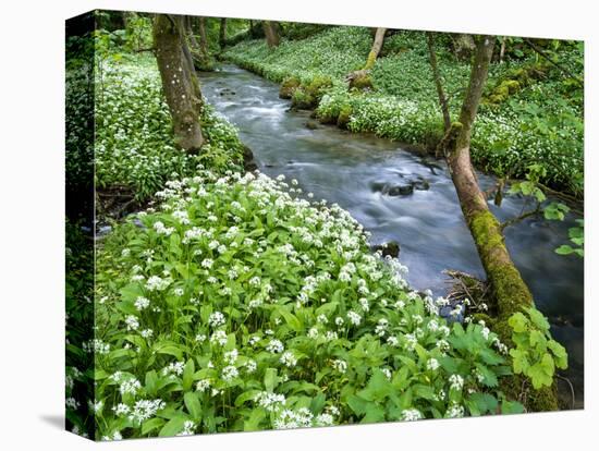 Wild Garlic, on the Way to Janet's Foss, Malham, Yorkshire Dales National Park, Yorkshire, England-Bill Ward-Premier Image Canvas