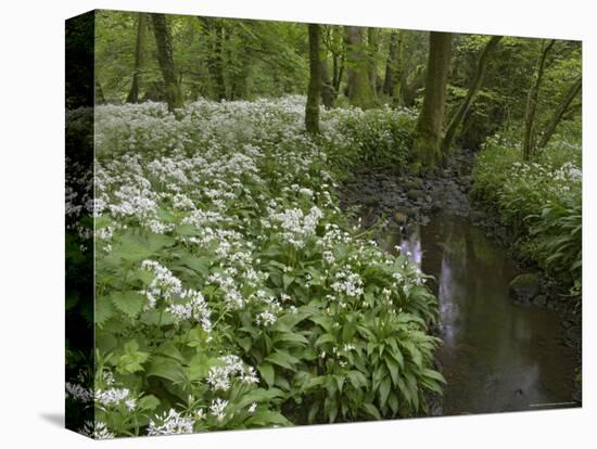 Wild Garlic, or Ramson, Allium Ursinum, Lancashire, England, United Kingdom-Steve & Ann Toon-Premier Image Canvas