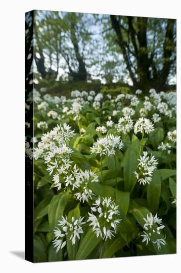Wild Garlic - Ramsons (Allium Ursinum) Flowering In, Woodland, Cornwall, England, UK, May-Ross Hoddinott-Premier Image Canvas