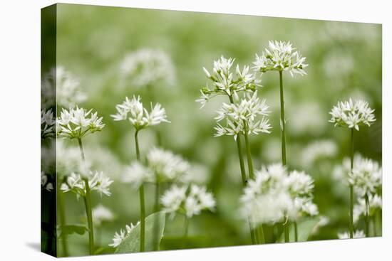 Wild Garlic - Ramsons (Allium Ursinum) Flowering in Woodland, Cornwall, England, UK, May-Ross Hoddinott-Premier Image Canvas