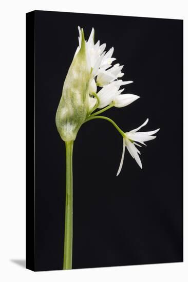 Wild Garlic - Ramsons (Allium Ursinum) in Flower, Controlled Conditions, Cornwall, England, UK-Ross Hoddinott-Premier Image Canvas