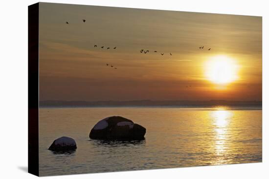 Wild Geese before Sundown over Bay of Wismar, View from the Island Poel-Uwe Steffens-Premier Image Canvas