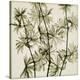 Wild Geranium-Steven N^ Meyers-Stretched Canvas