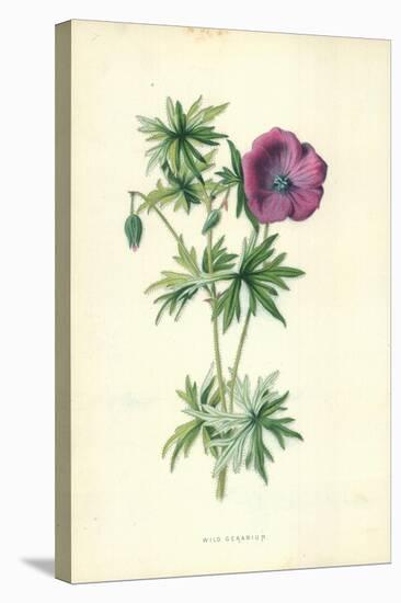 Wild Geranium-Frederick Edward Hulme-Premier Image Canvas