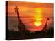 Wild Giraffes in the Savannah at Sunset-Byelikova Oksana-Premier Image Canvas