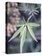 Wild Growing Hemp-Brigitte Sporrer-Premier Image Canvas