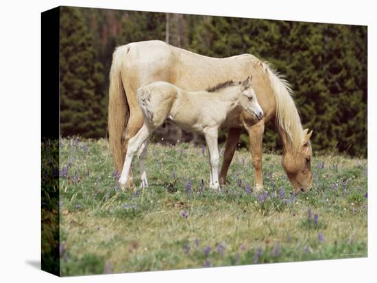 Wild Horse and Foal, Mustang, Pryor Mts, Montana, USA-Lynn M. Stone-Premier Image Canvas