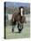 Wild Horse, Bay Stallion Cantering Portrait, Pryor Mountains, Montana, USA-Carol Walker-Premier Image Canvas