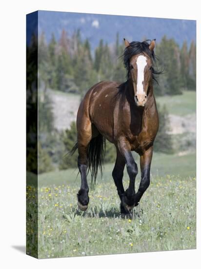 Wild Horse, Bay Stallion Cantering Portrait, Pryor Mountains, Montana, USA-Carol Walker-Premier Image Canvas