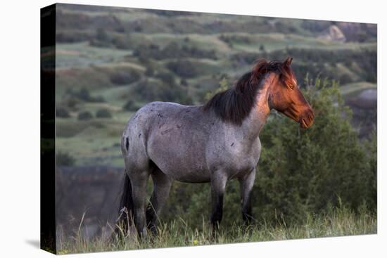 Wild Horse in Theodore Roosevelt National Park, North Dakota, Usa-Chuck Haney-Premier Image Canvas