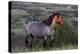 Wild Horse in Theodore Roosevelt National Park, North Dakota, Usa-Chuck Haney-Premier Image Canvas