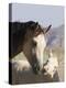 Wild Horse Mustang, Cremello Colt Nibbling at Yearling Filly, Mccullough Peaks, Wyoming, USA-Carol Walker-Premier Image Canvas