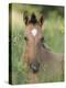 Wild Horse Mustang, Dun Filly Lying Down, Pryor Mountains, Montana, USA-Carol Walker-Premier Image Canvas