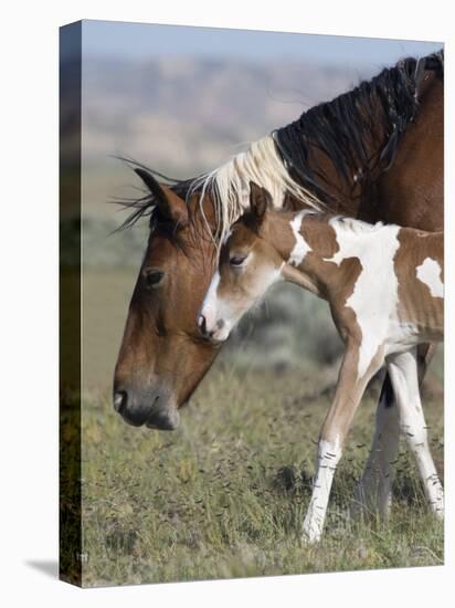 Wild Horse Mustang in Mccullough Peaks, Wyoming, USA-Carol Walker-Premier Image Canvas