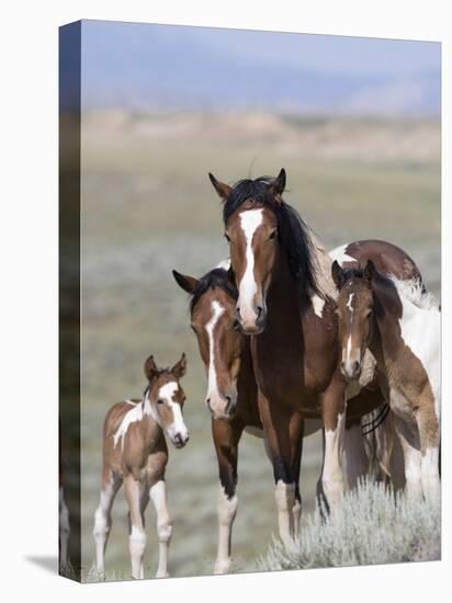 Wild Horse Mustang in Mccullough Peaks, Wyoming, USA-Carol Walker-Premier Image Canvas