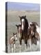 Wild Horse Mustang in Mccullough Peaks, Wyoming, USA-Carol Walker-Premier Image Canvas