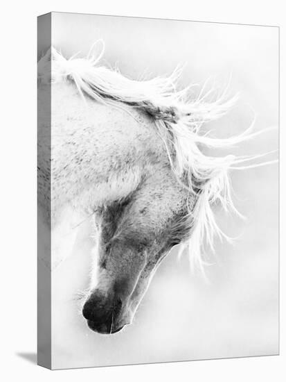 Wild Horse / Mustang Shaking Head and Mane, Adobe Town Herd Area, Southwestern Wyoming, Usa-Carol Walker-Premier Image Canvas