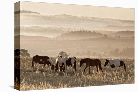 Wild Horse Sanctuary-Danita Delimont-Stretched Canvas