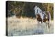 Wild Horse, Steens Mountains-Ken Archer-Premier Image Canvas