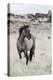 Wild Horse, Steens Mountains-Ken Archer-Premier Image Canvas