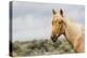 Wild Horse, Steens Mountains-Ken Archer-Premier Image Canvas