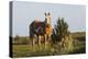 Wild Horse, Steens Mountains-Ken Archer-Premier Image Canvas