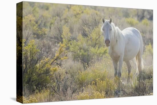 Wild horse, white eyes-Ken Archer-Premier Image Canvas