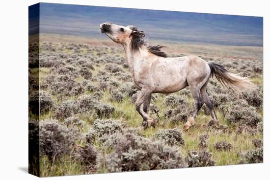 Wild Horse, Wyoming-Larry Ditto-Stretched Canvas