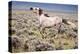 Wild Horse, Wyoming-Larry Ditto-Stretched Canvas