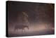 Wild Horse-DLILLC-Premier Image Canvas