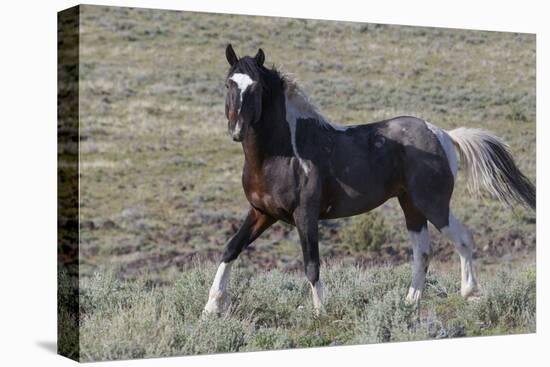 Wild Horses, after a Dust Bath-Ken Archer-Premier Image Canvas