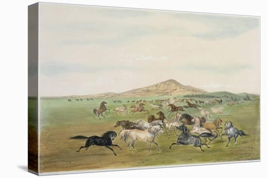 Wild Horses at Play-George Catlin-Premier Image Canvas