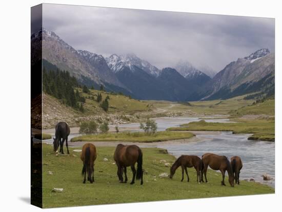 Wild Horses at River, Karkakol, Kyrgyzstan, Central Asia-Michael Runkel-Premier Image Canvas