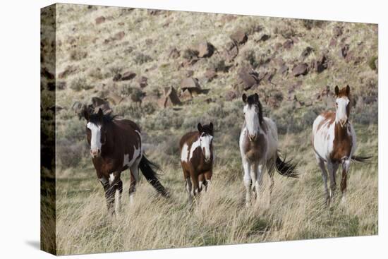 Wild Horses, Family Group-Ken Archer-Premier Image Canvas