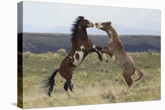 Wild Horses. Fighting Stallions, Steens Mountains, Oregon-Ken Archer-Premier Image Canvas