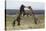 Wild Horses. Fighting Stallions, Steens Mountains, Oregon-Ken Archer-Premier Image Canvas