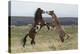 Wild Horses. Fighting Stallions, Steens Mountains, Oregon-Ken Archer-Premier Image Canvas