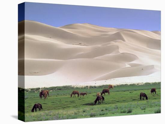 Wild Horses, Gobi Desert, Mongolia-Gavriel Jecan-Premier Image Canvas